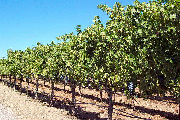 Cabranet Grape Vines