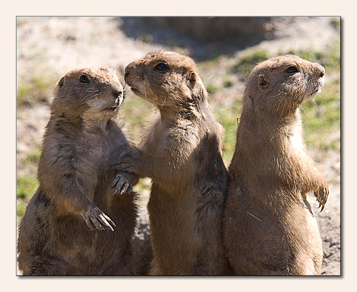 Prairie Dogs "I'm not talking to you two"